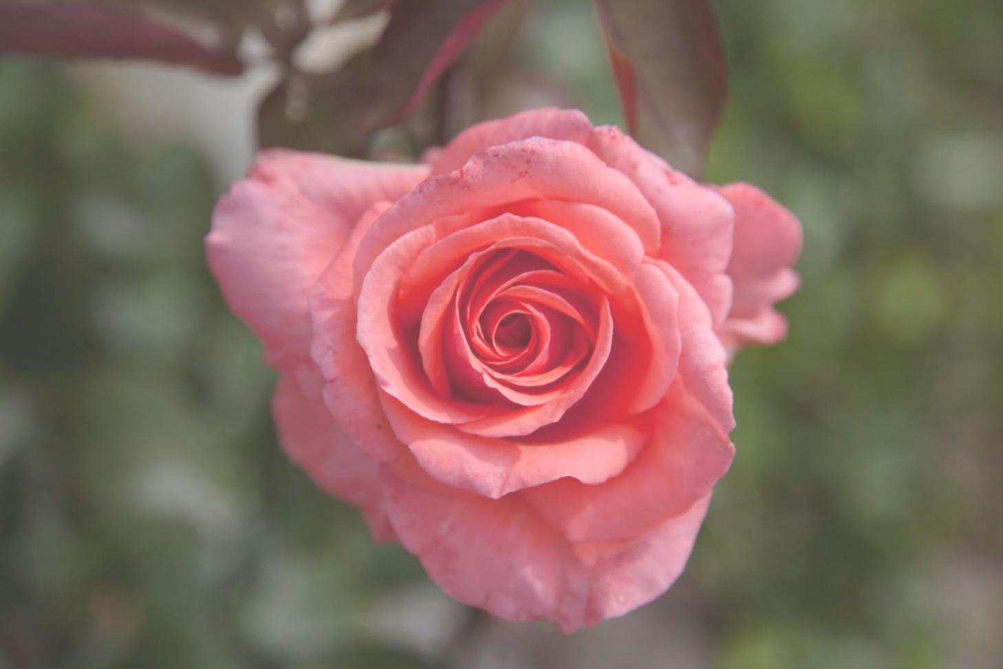 Behind the scenes view of seasonal flower preparation and design process